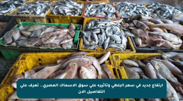 ارتفاع جديد في سعر البلطي وتأثيره على سوق الأسماك المصري.. تعرف على التفاصيل الآن